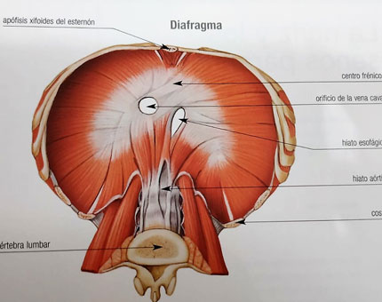 Enseñando el diafragma a los alumnos